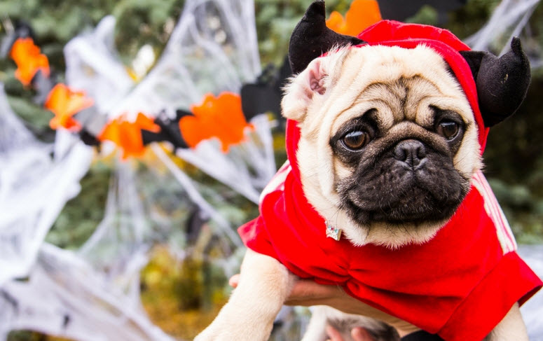 It’s Howl-Oween! For Your Pet!